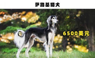 宠物狗哪个品种最名贵 盘点十大名贵狗狗