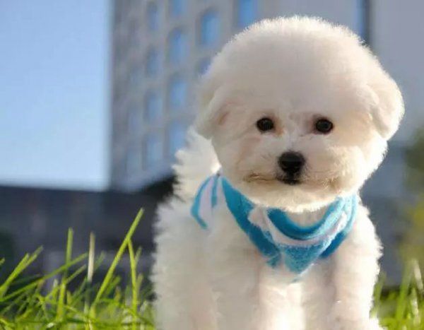 45种世界名犬品种介绍