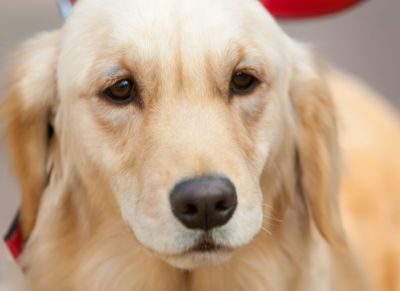 金毛幼犬一只多少钱 金毛犬价格区间与品相特征