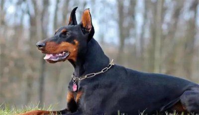 杜宾犬母犬能长多大 多少钱一只