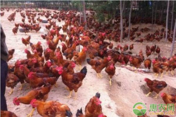 如何才能养好鸡？这五件事每天都必须做好！-图片版权归惠农网所有