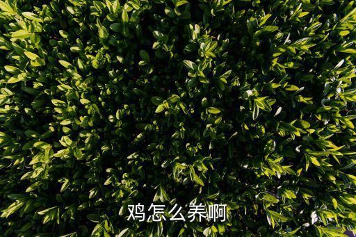 鸡怎么养啊