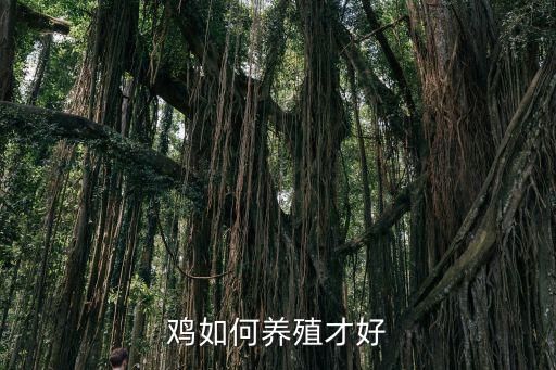 鸡如何养殖才好