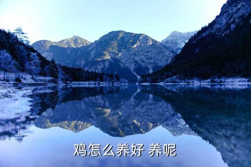 鸡怎么养好 养呢