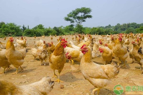 养鸡技巧有哪些？养鸡实用技巧分享-图片版权归惠农网所有