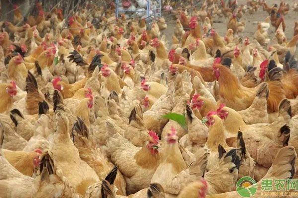 养鸡技巧有哪些？养鸡实用技巧分享-图片版权归惠农网所有