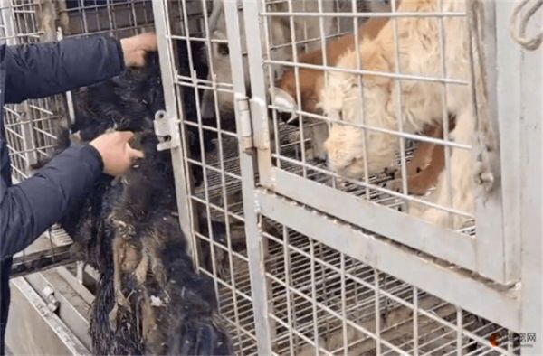 银川哪里有卖狗的 价格是多少