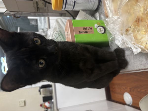 三个月公猫