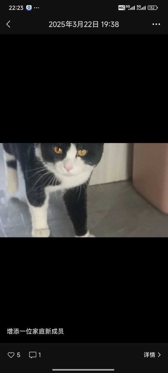 可爱小猫很乖，本人因工作原因无法继续养，