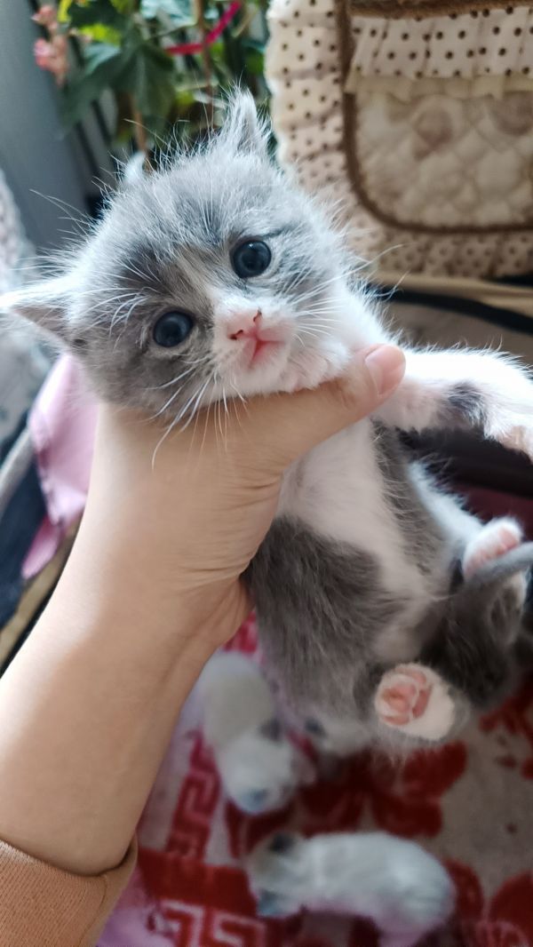 自家猫咪生的猫仔