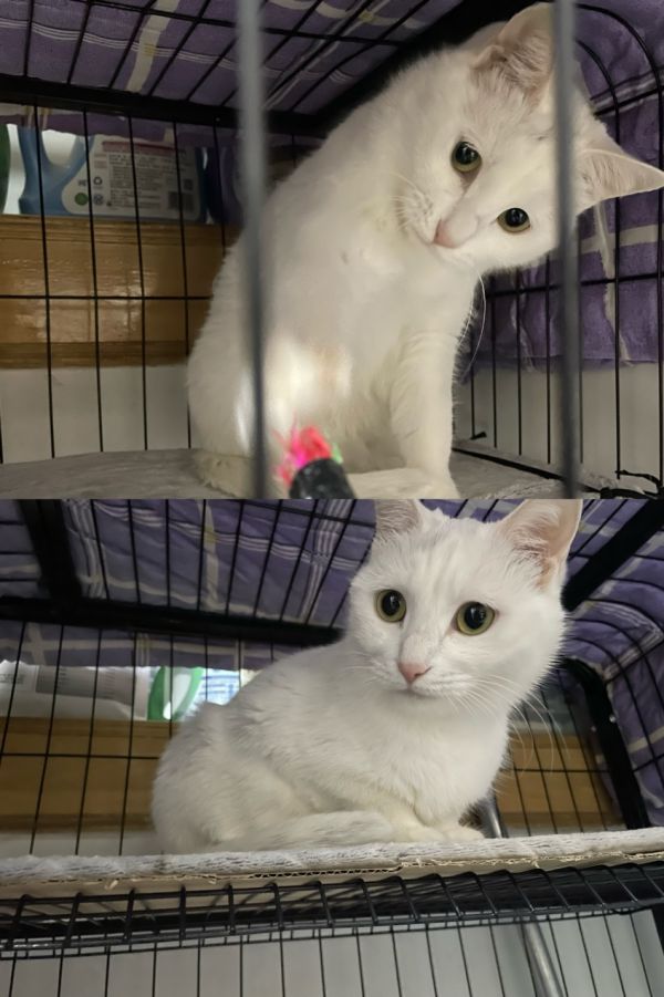 中华田园猫求领养