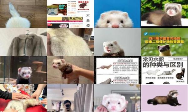 貂要多少钱