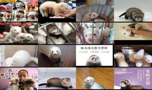 养宠物貂多少钱