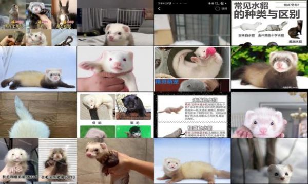 活体宠物貂多少钱一只