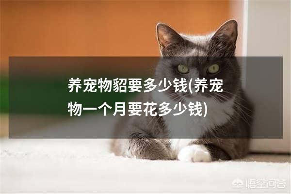 养宠物貂要多少钱(养宠物一个月要花多少钱)