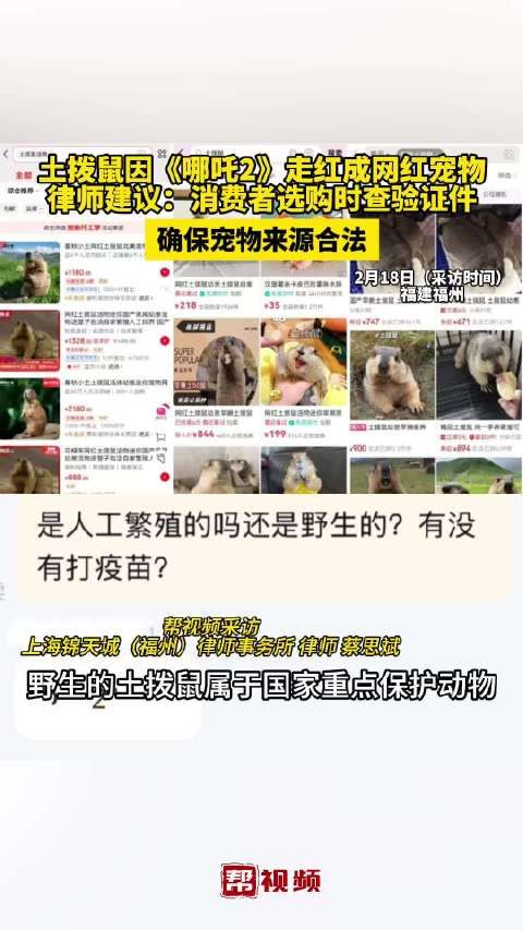 土拨鼠因《哪吒2》走红成网红宠物 律师建议:消费者选购时查验证件 确保宠物来源合法