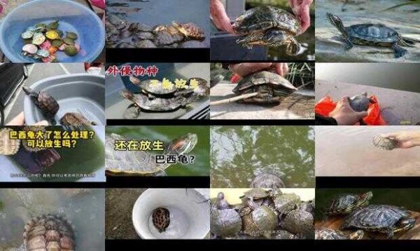 不小心放生了巴西龟怎么办