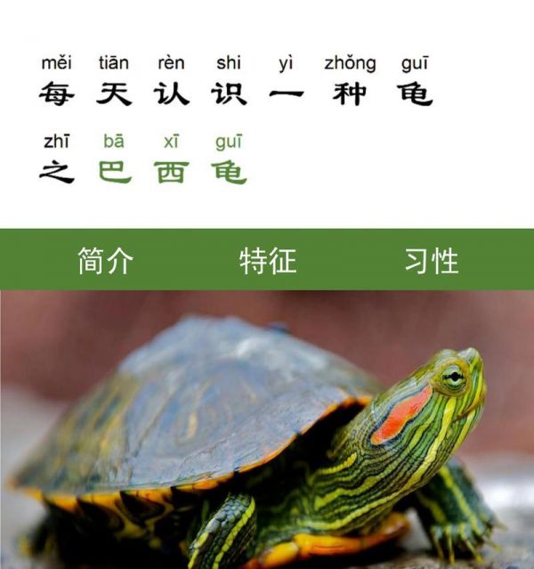 巴西龟张嘴呼吸并吐水是何原因？