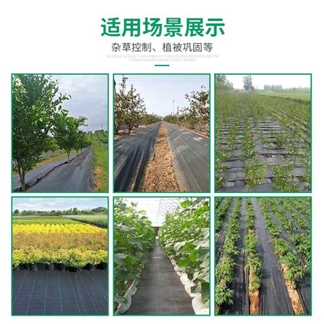 抗老化防草布 PE防草布 大棚种植除草布 园艺地布