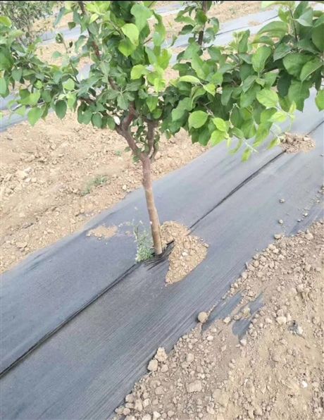  定制果园pp/pe黑色防草布 大棚透气渗水 抗老化抗晒防草布