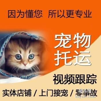 太原 宠物托运小猫小狗活体托运快递至全国