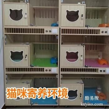 太原 宠物托运小猫小狗活体托运快递至全国