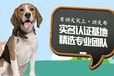 桂林宠物培训学校-训犬帮