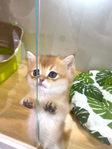 全长春最好看的小猫都在这