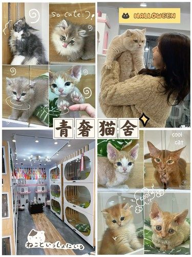 桂林路这家宠物店！走进去就不想出来！