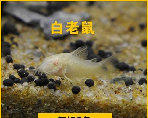 如何正确饲养白鼠鱼？（打造健康宠物生活，从饲养白鼠鱼开始。）