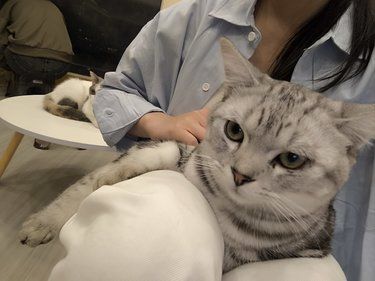 喵咪的心情日记