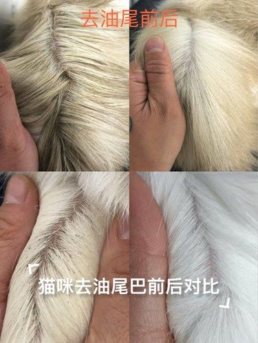 猫咪油尾巴清洁日记