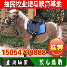 小矮马宠物圈，马友聚集地