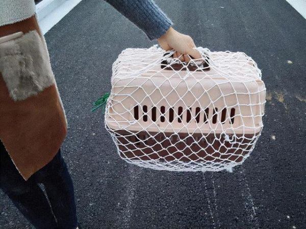 如何快递运输狗狗及运输宠物时的注意事项