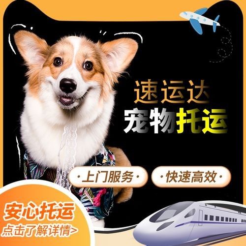 热情服务，细心专业 宠物快递托运-专业正规宠物托运公司