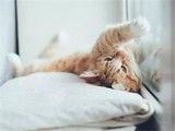 武汉宠物寄养服务-训犬学校同步进行中