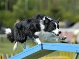 武汉专业训犬 纠正狗的坏毛病-训犬教练电话
