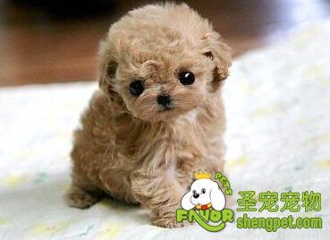 泰迪犬