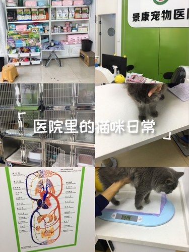 医院里的猫咪日常