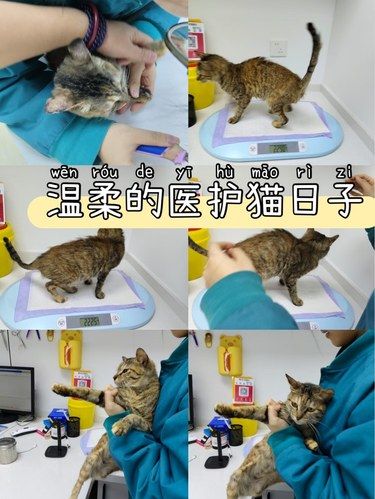 猫咪体外驱虫 | 亲测超安心
