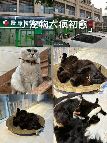 宠物们的健康守护者