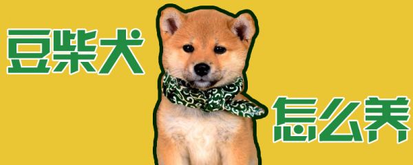 豆柴犬怎么养