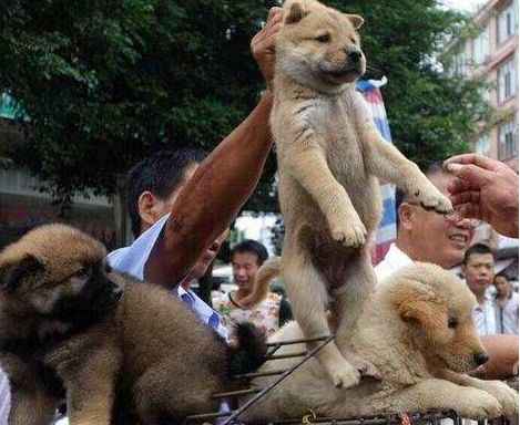 买宠物狗去哪里买好