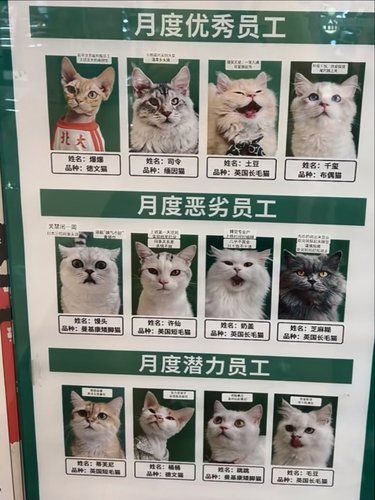 猫咪员工榜单笑劈叉了 