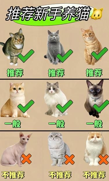 新手必看超全猫咪品种&预算指南|||