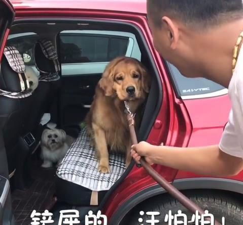 主人骗金毛去打针, 结果刚到医院门口, 金毛的反应让人笑喷