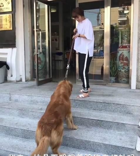 主人骗金毛去打针, 结果刚到医院门口, 金毛的反应让人笑喷