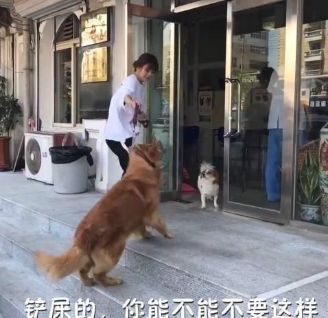 主人骗金毛去打针, 结果刚到医院门口, 金毛的反应让人笑喷