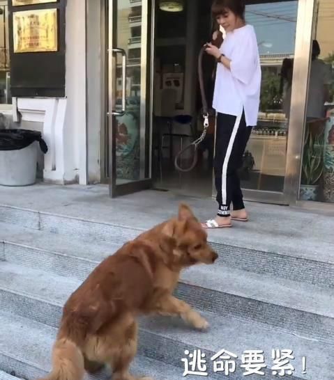 主人骗金毛去打针, 结果刚到医院门口, 金毛的反应让人笑喷