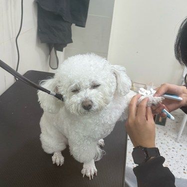 洗澡放松狗狗